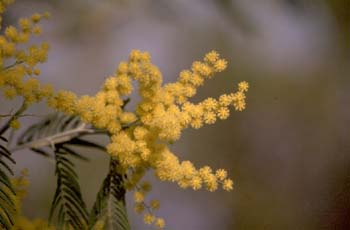 Mimosa - Flor (Acacia dealbata)