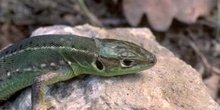 Lagarto verde - Hembra jóven (Lacerta bilineata)