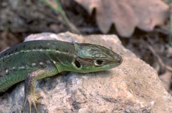 Lagarto verde - Hembra jóven (Lacerta bilineata)