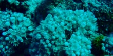 Coral de pólipos pulsantes
 (Xenia umbellata)