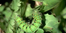 Pavito Nocturno - Oruga (Saturnia pavonia)