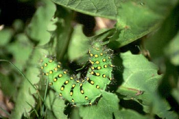 Pavito Nocturno - Oruga (Saturnia pavonia)