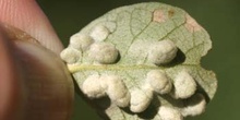 Agalla de la encina (Cynipedo fam.)