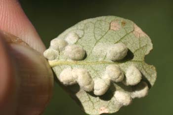 Agalla de la encina (Cynipedo fam.)