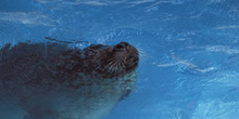 Hocico de foca