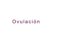 ovulación