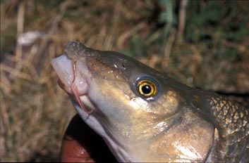 Barbo (Barbus sp.)