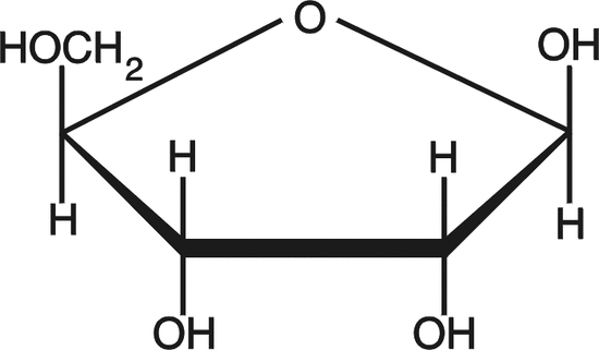 Ribosa