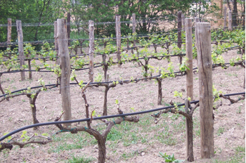 Cepas en el Monasterio de Piedra, Nuévalos, Zaragoza