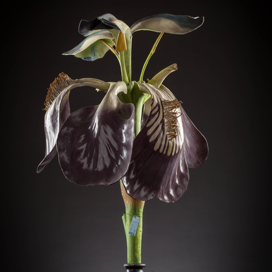 IES_CARDENALCISNEROS_BOTÁNICA_III_MODELOS_032