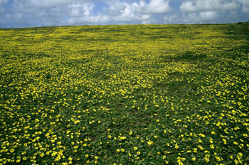 Vegetación rasa del Cabo de Peñas, Gozón, Principado de Asturias
