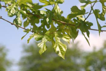 Morera - Hoja (Morus alba)