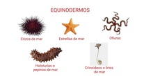 EQUINODERMOS