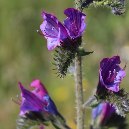 Cynoglossum cheirifolium