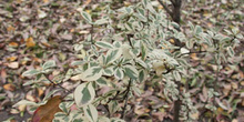 Cornejo (Cornus variegata)