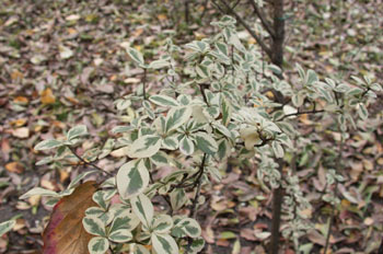 Cornejo (Cornus variegata)