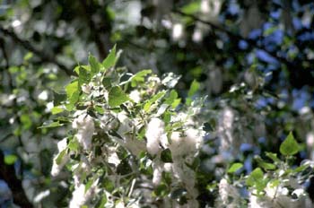 álamo negro - Fruto (Populus nigra)