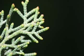 Ciprés - Hojas (Cupressus sempervivens)