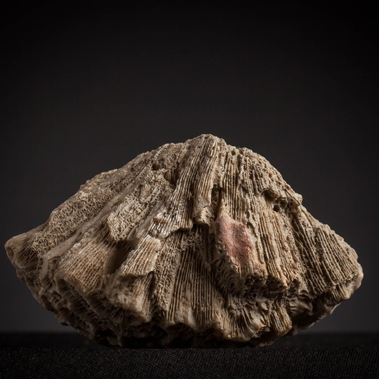 IES_CARDENALCISNEROS_CONCHAS_101