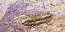 Rhenogriffides hespericus (Trilobites) Carbonífero