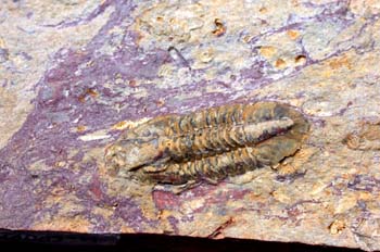 Rhenogriffides hespericus (Trilobites) Carbonífero