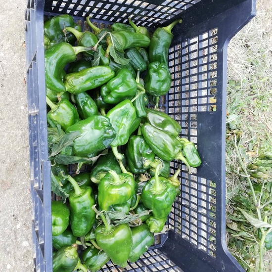 Albergue 5º- 2º día 28