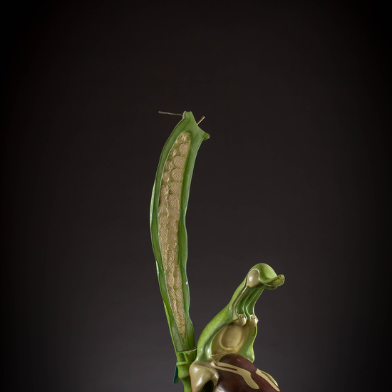 IES_CARDENALCISNEROS_BOTANICA_III_MODELOS_063