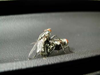 Mosca de la carne (Sarcopcophaga carnaria)