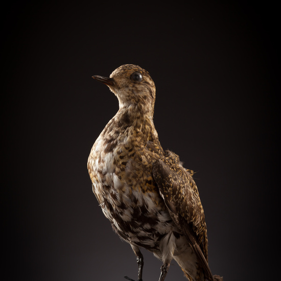 IES_CERVANTES_BIOLOGIA_059