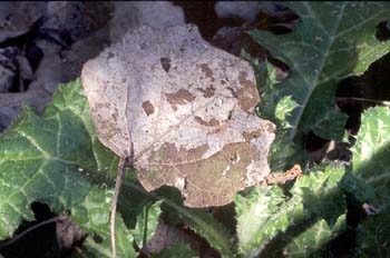 Chopo - Hoja reciclada (Populus sp.)