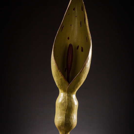 IES_SANISIDRO_MUSEO_Botanica_005