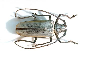 Batocera hercules (Indonesia)