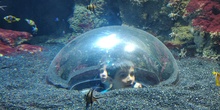 FOTOS AQUARIUM 1 29