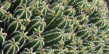 Euphorbia echinus