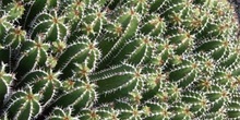 Euphorbia echinus