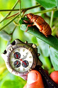 Escarabajo de la región del valle de Baliem, Irian Jaya, Indones