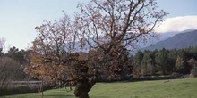 Rebollo / melojo - Porte (Quercus pyrenaica)