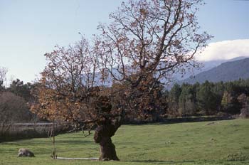 Rebollo / melojo - Porte (Quercus pyrenaica)