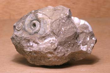 Ammonites sp. (Molusco-Ammonites) Jurásico