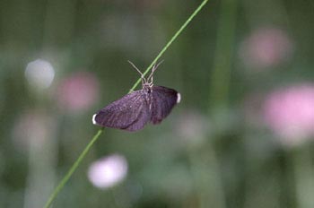 Polilla (Lepidoptera-Heterocera)