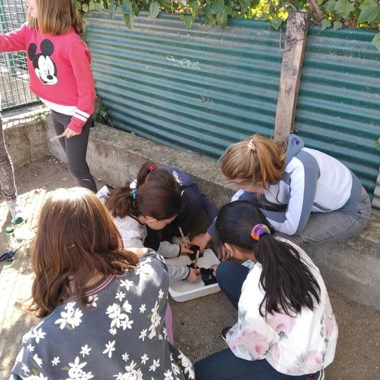 2019_02_24_Quinto termina febrero con las actividades de huerto_CEIP FDLR_Las Rozas_2019 1