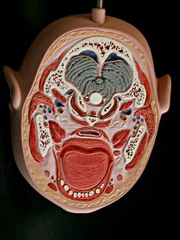 Sección inferior boca