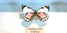 Delias iltis (Nueva Guinea)