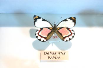 Delias iltis (Nueva Guinea)