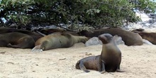 Colonia de lobos marinos en Isla Lobos, Ecuador
