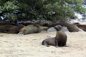 Colonia de lobos marinos en Isla Lobos, Ecuador