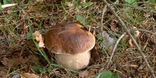 Boleto (Boletus edulis)