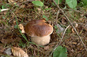 Boleto (Boletus edulis)