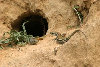 Lagartija ibérica ? Pareja (Podarcis hispanica)