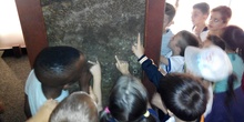 Visita a la exposición El Bosque. 1º 2º Primaria. CEIP Pinocho. 2016/17 16